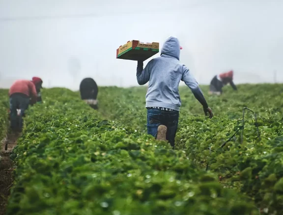 Powering the Regional Breadbasket. We provide high-purity organic soil stablizers, organic fertilizers in addition to NPK, Urea, DAP and CAN for maize, rice and horticulture. We balance premium international products with locally produced fertilizers for a resilient supply chain.