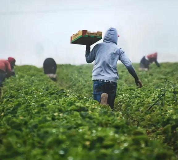 Powering the Regional Breadbasket. We provide high-purity organic soil stablizers, organic fertilizers in addition to NPK, Urea, DAP and CAN for maize, rice and horticulture. We balance premium international products with locally produced fertilizers for a resilient supply chain.