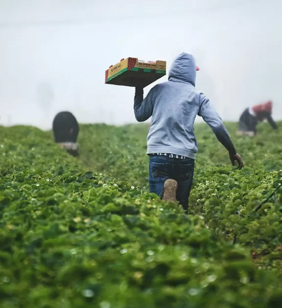 Powering the Regional Breadbasket. We provide high-purity organic soil stablizers, organic fertilizers in addition to NPK, Urea, DAP and CAN for maize, rice and horticulture. We balance premium international products with locally produced fertilizers for a resilient supply chain.