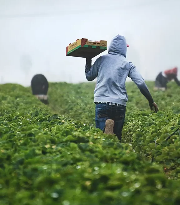 Powering the Regional Breadbasket. We provide high-purity organic soil stablizers, organic fertilizers in addition to NPK, Urea, DAP and CAN for maize, rice and horticulture. We balance premium international products with locally produced fertilizers for a resilient supply chain.