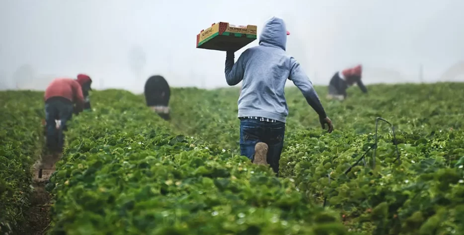 Powering the Regional Breadbasket. We provide high-purity organic soil stablizers, organic fertilizers in addition to NPK, Urea, DAP and CAN for maize, rice and horticulture. We balance premium international products with locally produced fertilizers for a resilient supply chain.